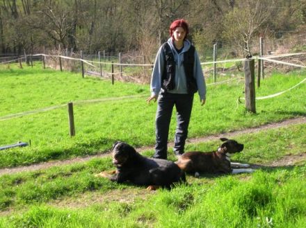 Leinelos Hundetraining