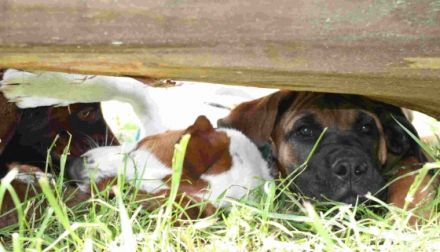 semperfidelioDOGs- Hundeschule für alle F(ä)elle