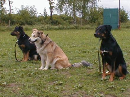 Hundeschule Hamwarde