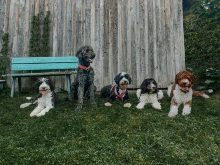 Tierarztpraxis Grath Verhaltenstherapie& Training