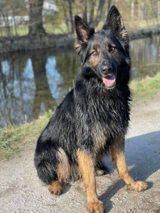 Tierarztpraxis Grath Verhaltenstherapie& Training