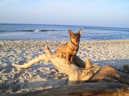 Ostsee / Darss - Hundeurlaub am Wasser