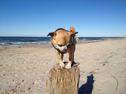 Ostsee / Darss / Born - Hundeurlaub am Wasser mit Angeln