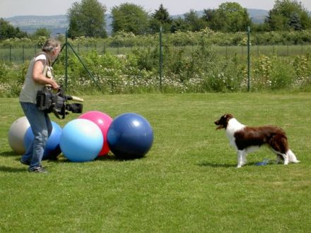 cleverdogs Hundeschule