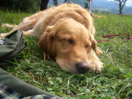 GEMEINSAM UNTERWEGS animal learn Netzwerk