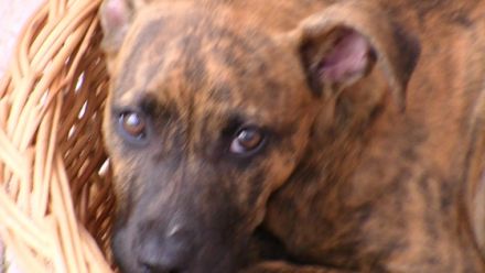 Ausbruchsicher für Hunde im schönen Ferienhaus