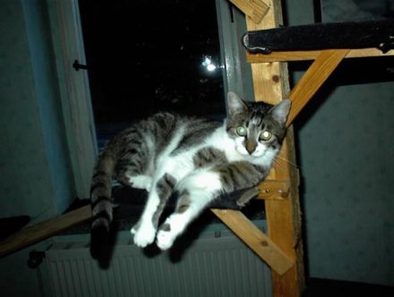 Tierpension "Cherry"