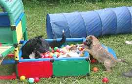 Hundessportverein Diessen am Ammersee / Hundetrainer