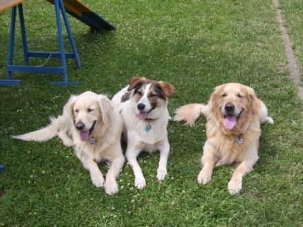 Krufter Hundefreunde
