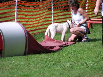 Kunterbunte-Hundeschule