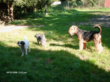 Tierpension u. Hundetagesstätte Kropshof