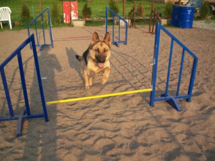 Hundeschule-Lange in Northeim/Osterode