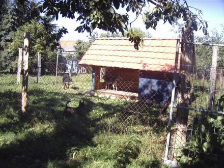 Haustierhotel Kischio-Hundepension