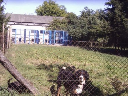 Haustierhotel Kischio-Hundepension