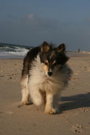 CLF mobile Hundeschule im Rhein Neckarkreis