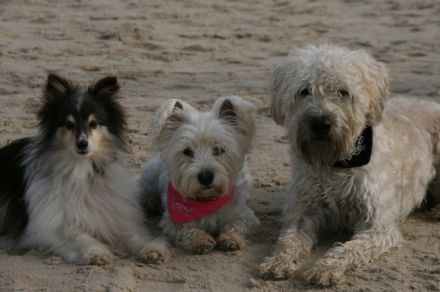 CLF mobile Hundeschule im Rhein Neckarkreis