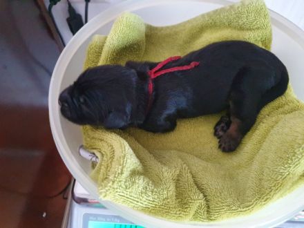 Maravilha pequena da cadela Chispa