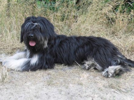 Maravilha pequena da cadela Chispa