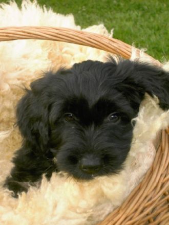 Maravilha pequena da cadela Chispa