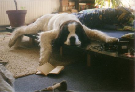 Hundeschule Muhdeland