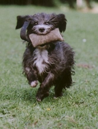 Hundelogische Schule