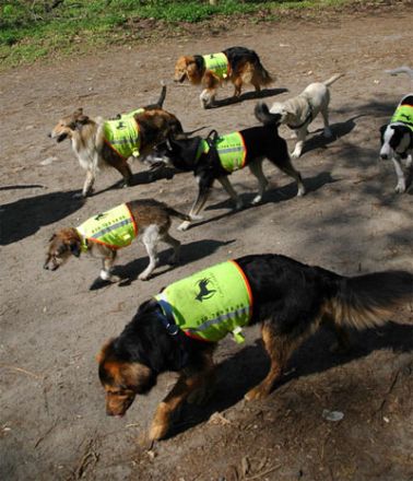 CAVE CANEM - Sibyl Jeannine Kattengell