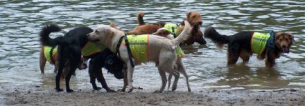 CAVE CANEM - Sibyl Jeannine Kattengell