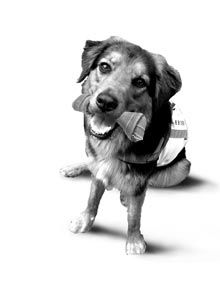 Cave Canem - Sibyl Jeannine Kattengell