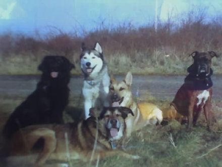 Hundeausbildung-Quierschied Ulrike Müller, saarland