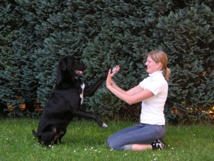 Go-Dogs - Dein Freund und Du