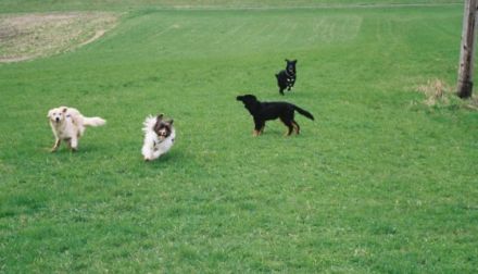 Go-Dogs - Dein Freund und Du