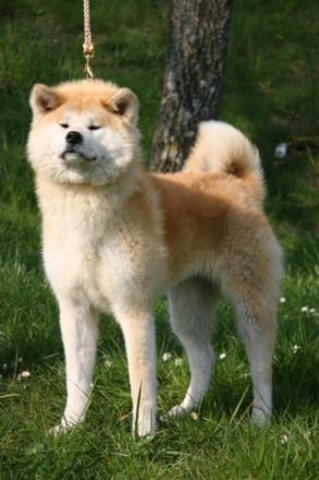 OF IKENOHATADE (100% Japanlinien)