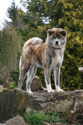 OF IKENOHATADE (100% Japanlinien)