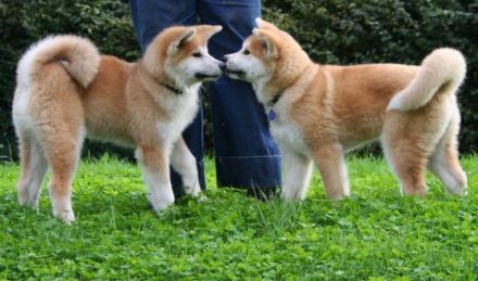 OF IKENOHATADE (100% Japanlinien)