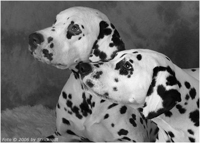 vom Forst Eichenhorst