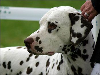 vom Forst Eichenhorst