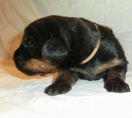 von den Wupperwiesen