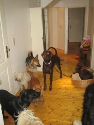 Zwingerfreie Hundepension De Hondenhut