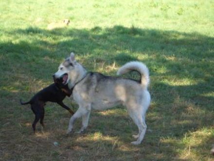 Zwingerfreie Hundepension De Hondenhut