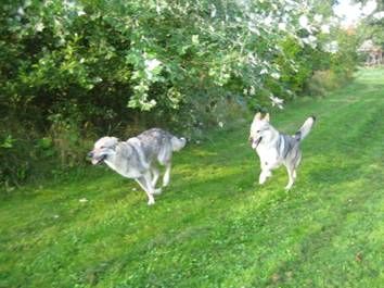 Zwingerfreie Hundepension De Hondenhut