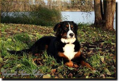 vom Großen Plöner See