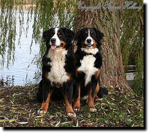 vom Großen Plöner See