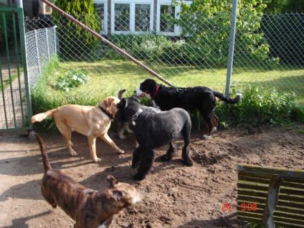 Hundeservice Hirschner
