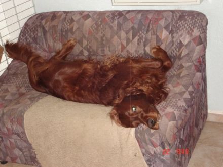 Hundeservice Hirschner