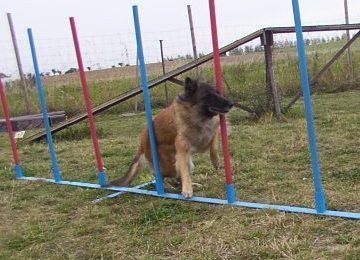 Hundeschule "Canis lupus" in Dresden