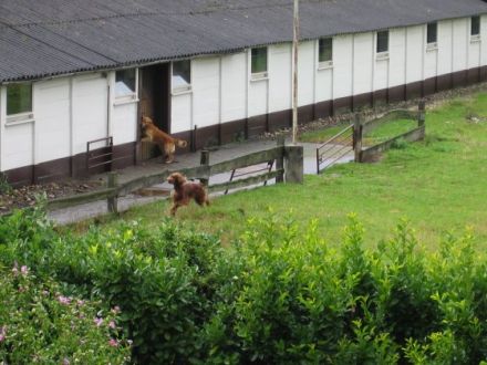 Tierpension Seebacher