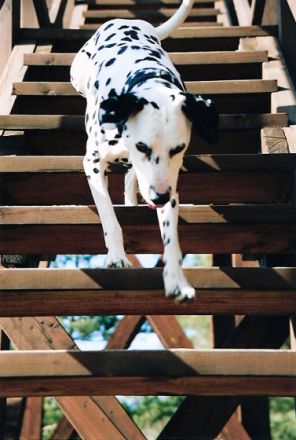 Hundeschule Steffi Vent, Cottbus