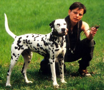 Hundeschule Steffi Vent, Cottbus