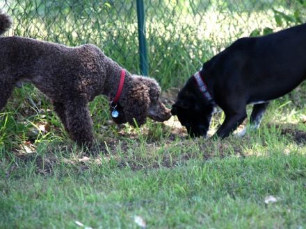 Hundeschule Steffi Vent, Cottbus