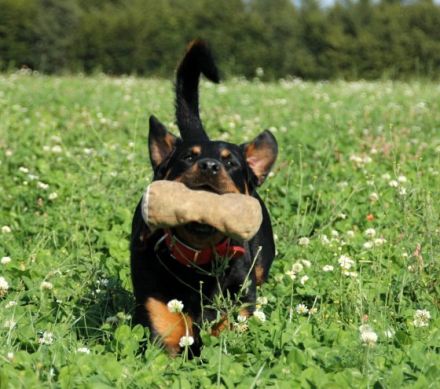 Hundeerziehungsberatung "Partner-Hund"